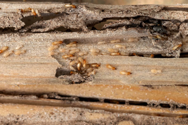 Best Best Pest Control Companies  in Doolittle, TX